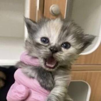 Domestic Short Hair Cats Available for Adoption - Vidalia Onion | PetCurious