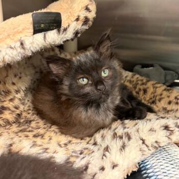Barbossa -  Domestic Medium Hair Cat for Adoption in Keizer, Oregon - Barbossa | PetCurious