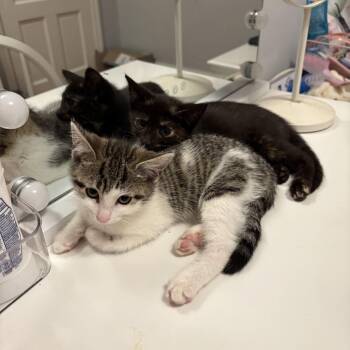 sage -  Domestic Short Hair Cat for Adoption in Philadelphia, Pennsylvania - Sage | PetCurious