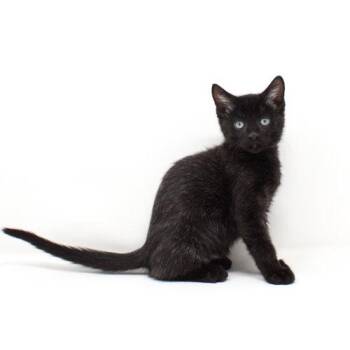 Zaddius -  Domestic Short Hair Cat for Adoption in Florence, Arizona - Zaddius | PetCurious
