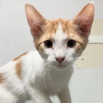 FLOKI -  Domestic Short Hair Cat for Adoption in Barnstable, Massachusetts - FLOKI | PetCurious