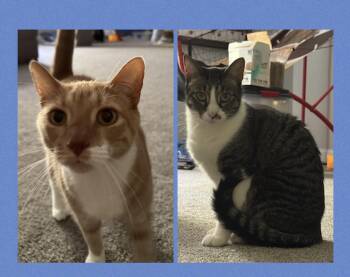 George and Ringo -  Tabby Cat for Adoption in Palmyra, Virginia - George And Ringo | PetCurious