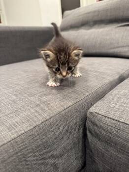 Rescue American Shorthair Cats for Adoption in Huntington Beach, California - Taggy | PetCurious