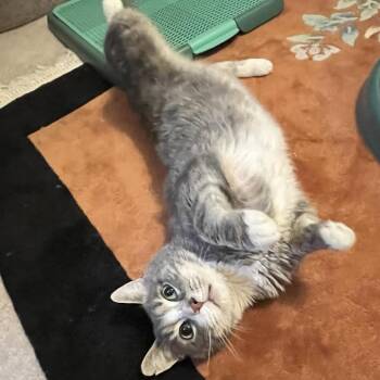 Rescue Domestic Short Hair Cats for Adoption in Harrisonburg, Virginia - Frank | PetCurious