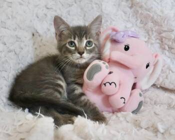 Dahlia -  Tabby Cat for Adoption in St. Augustine, Florida - Dahlia | PetCurious