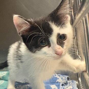 Georgia -  Domestic Short Hair Cat for Adoption in East Hanover, New Jersey - Georgia | PetCurious