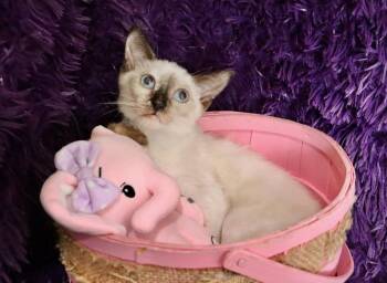 Cocoa -  Siamese Cat for Adoption in St. Augustine, Florida - Cocoa | PetCurious