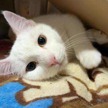 Domestic Short Hair Cats Available for Adoption in Providence, Rhode Island - Purr-amore | PetCurious