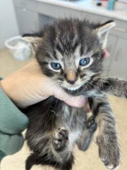 Garnet (red) -  Domestic Short Hair Cat for Adoption in Lafayette, Indiana - Garnet (red) | PetCurious