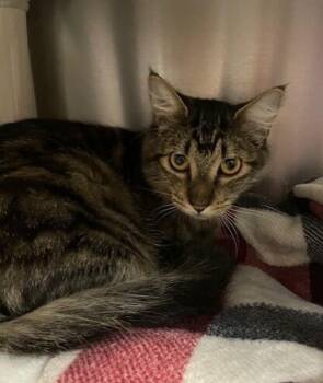 Mick -  Domestic Medium Hair Cat for Adoption in Vancouver, Washington - Mick | PetCurious