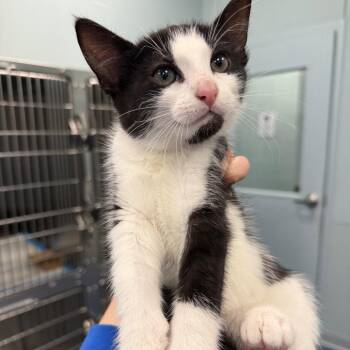 Domestic Short Hair Cats Available for Adoption in Greensboro, North Carolina - Iridessa | PetCurious