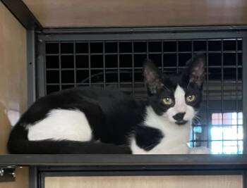 Tiffany (and Tiara) -  Domestic Medium Hair Cat for Adoption in New York, New York - Tiffany (and Tiara) | PetCurious