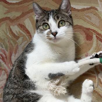 Mili -  Domestic Short Hair Cat for Adoption in Weehawken Township, New Jersey - Mili | PetCurious