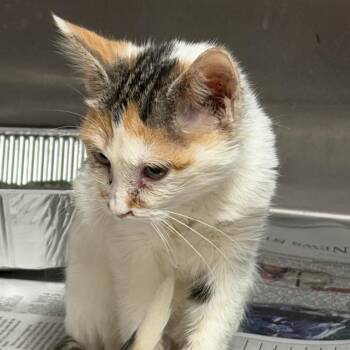 Mavis -  Domestic Medium Hair Cat for Adoption in Pauls Valley, Oklahoma - Mavis | PetCurious
