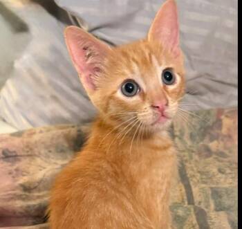 Domestic Short Hair Cats Available for Adoption in Safety Harbor, Florida - Rowdy | PetCurious