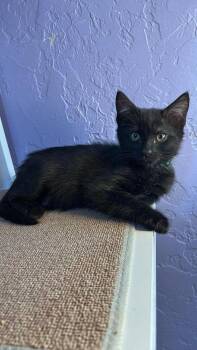 Haumea -  Domestic Short Hair Cat Available for Adoption in Tucson, Arizona - Haumea | PetCurious