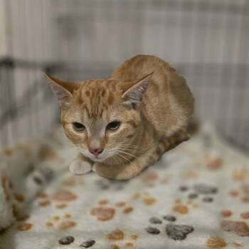 Domestic Short Hair Cats Available for Adoption in Eagle Mountain, Utah - Honeysuckle Casper | PetCurious