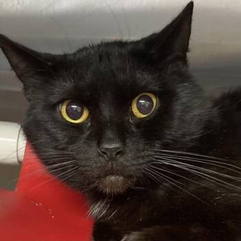 Apple Jack -  Domestic Short Hair Cat for Adoption in Cincinnati, Ohio - Apple Jack | PetCurious