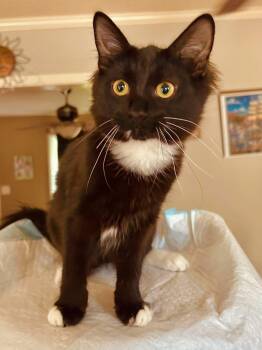 Phineas -  Domestic Medium Hair Cat for Adoption in Calera, Alabama - Phineas | PetCurious