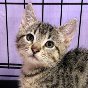 Daze -  Domestic Short Hair Cat for Adoption in Redwood Valley, California - Daze | PetCurious