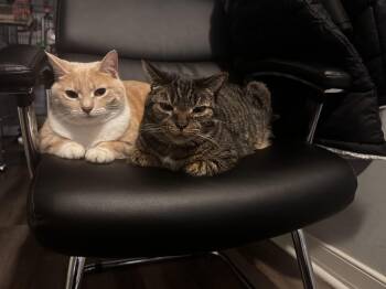 Rescue Domestic Short Hair Cats for Adoption in Richmond, Virginia - Minx & Kiwi | PetCurious