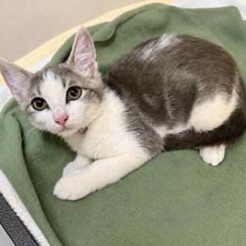 Lou -  Domestic Short Hair Cat for Adoption in Hawthorne, California - Lou | PetCurious