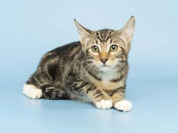 ROSE -  Domestic Short Hair Cat for Adoption in Phoenix, Arizona - ROSE | PetCurious