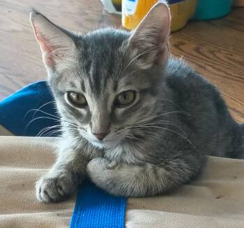 Waylon -  Tabby and Domestic Short Hair Cat for Adoption in Gilbert, Arizona - Waylon | PetCurious