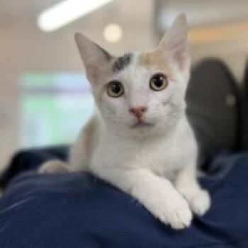 Cream Cheese Rangoon -  Domestic Short Hair Cat for Adoption in Bullhead City, Arizona - Cream Cheese Rangoon | PetCurious