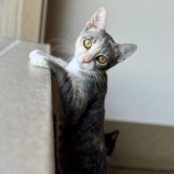 Bambi -  Domestic Short Hair Cat for Adoption in Green Bay, Wisconsin - Bambi | PetCurious
