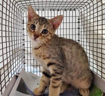 LAGUNA -  Domestic Short Hair Cat for Adoption in Fort Lauderdale, Florida - LAGUNA | PetCurious