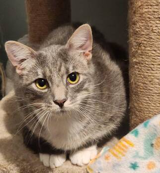 Rescue Domestic Short Hair Cats for Adoption in Lincoln, Nebraska - Wynn | PetCurious