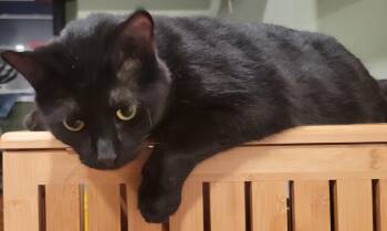 Rescue Domestic Short Hair Cats for Adoption in Mokena, Illinois - Othello | PetCurious