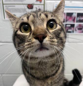 Tanner -  Domestic Short Hair Cat for Adoption in Golden, Colorado - Tanner | PetCurious