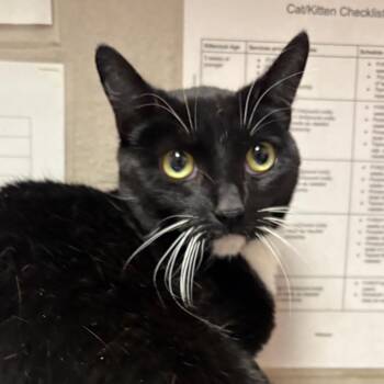 Bones -  American Shorthair Cat for Adoption in Yuma, Arizona - Bones | PetCurious