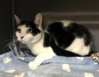 Shanti -  Tuxedo Cat for Adoption in Wilmington, Ohio - Shanti | PetCurious