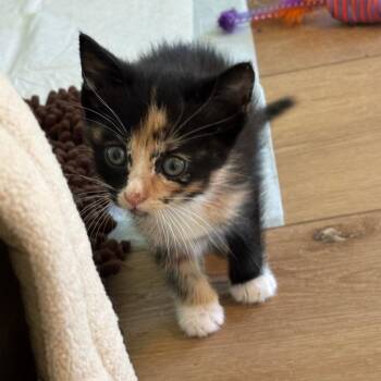 Cruella -  Domestic Short Hair Cat Available for Adoption in Mebane, North Carolina - Cruella | PetCurious