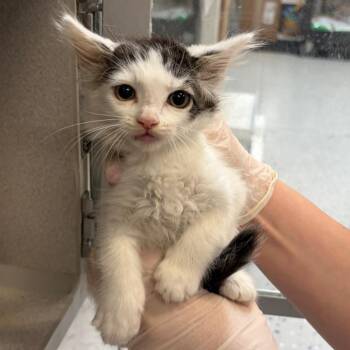 Scatter -  Domestic Short Hair Cat for Adoption in Lakewood, California - Scatter | PetCurious