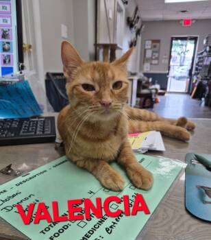 Valencia (Mom) -  Domestic Short Hair Cat Available for Adoption in Rome, Georgia - Valencia (Mom) | PetCurious