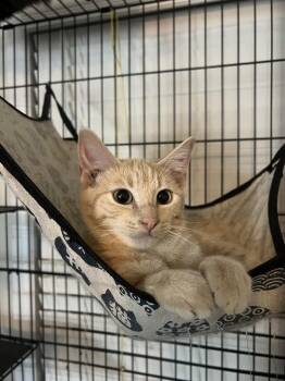 Biscuit -  Domestic Short Hair Cat for Adoption in Plumerville, Arkansas - Biscuit | PetCurious
