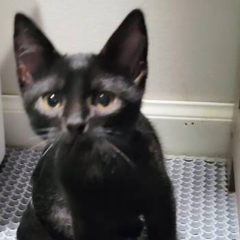 Rescue Domestic Short Hair Cats for Adoption in Kansas City, Missouri - Hex | PetCurious