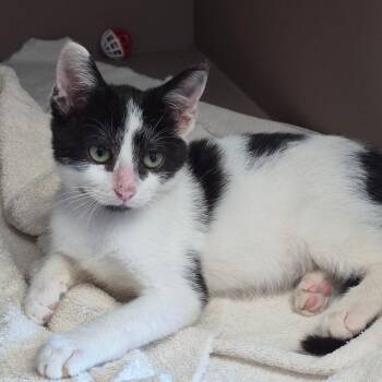 Pongo -  Domestic Short Hair Cat for Adoption in West Point, Mississippi - Pongo | PetCurious