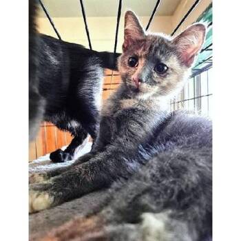 Stella -  Dilute Tortoiseshell Cat for Adoption in Millcreek, Utah - Stella | PetCurious