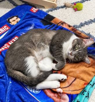 Donut 1yr AVA 10/8 -  Domestic Short Hair Cat for Adoption in Sterling, Massachusetts - Donut 1yr AVA 10/8 | PetCurious