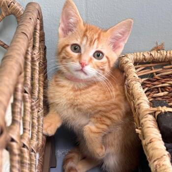 Domestic Short Hair Cats Available for Adoption in Brownsboro, Alabama - Slice | PetCurious