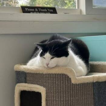 Mia -  Domestic Short Hair Cat for Adoption in Peoria, Illinois - Mia | PetCurious