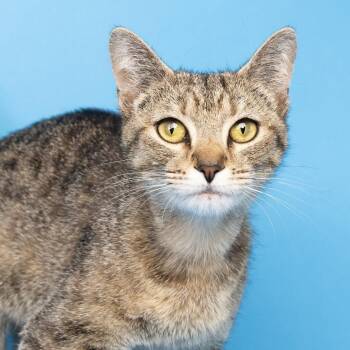 Domestic Short Hair Cats Available for Adoption in Franklin, Tennessee - Margarita | PetCurious