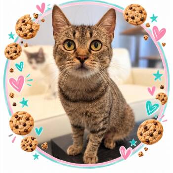 Cookie -  Tabby Cat for Adoption in Morgan Hill, California - Cookie | PetCurious