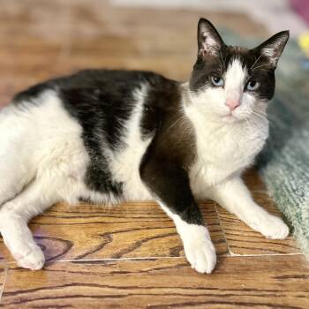 Domestic Short Hair Cats Available for Adoption - Wyatt And Raj | PetCurious