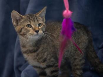 Dasani -  Domestic Short Hair Cat for Adoption in Winchester, Kentucky - Dasani | PetCurious